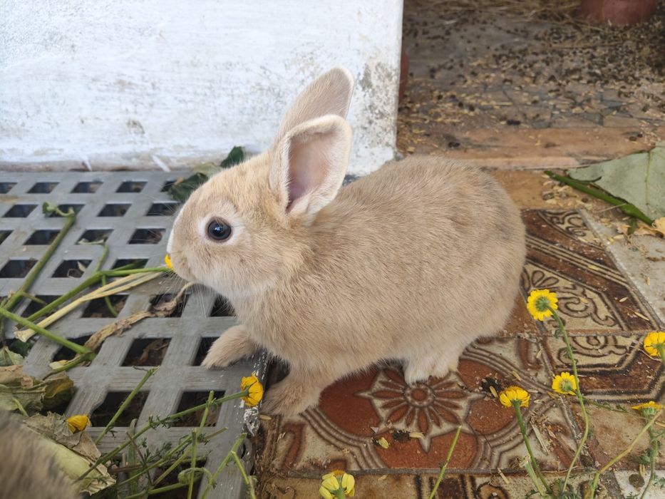 Coelhos para criação