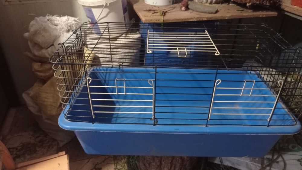 Кліточки на вибір