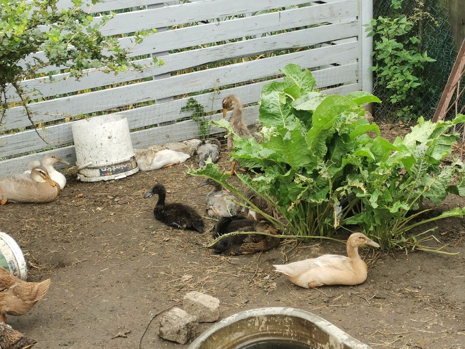 Kaczki Biegusy różne kolory upierzenia