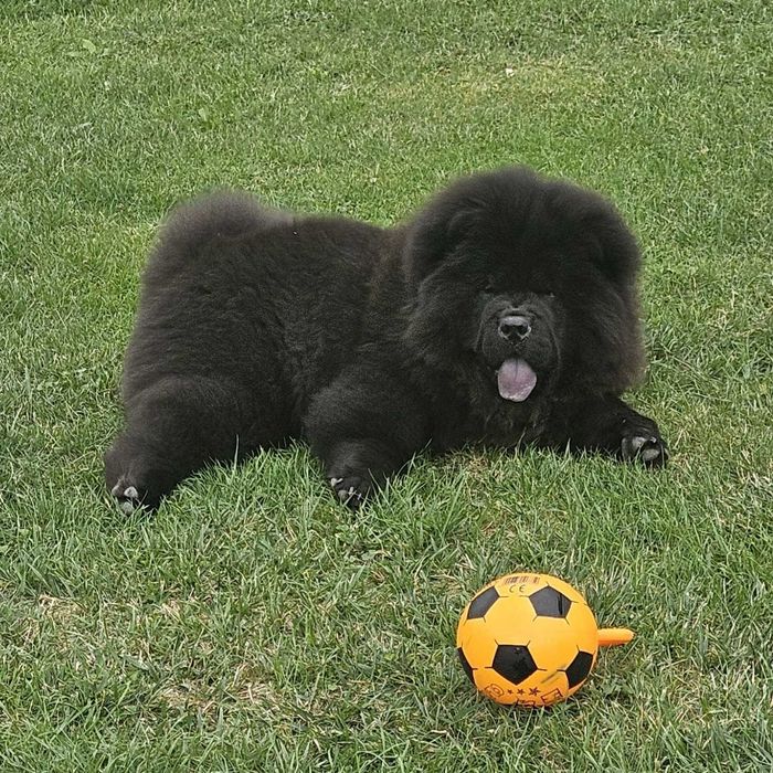 Chow Chow Gabi z rodowodem