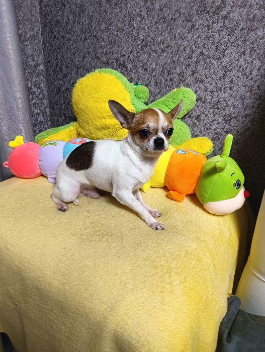 Бронь. Чихуахуа.