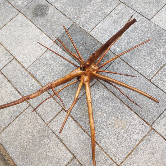 Korzenie do terrarium lub ozdoba na ścianę