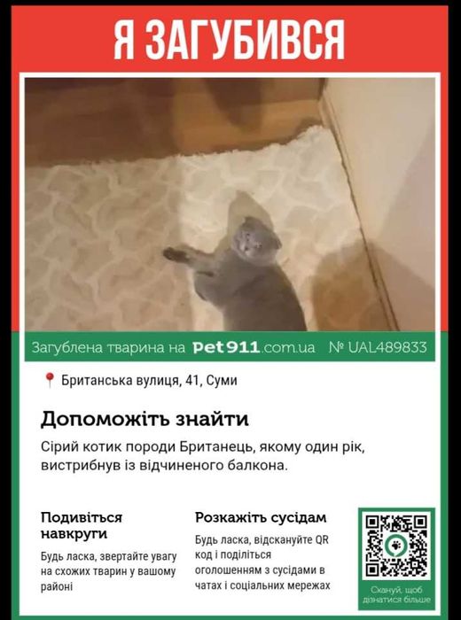 Пропав сірий котик породи Британець.