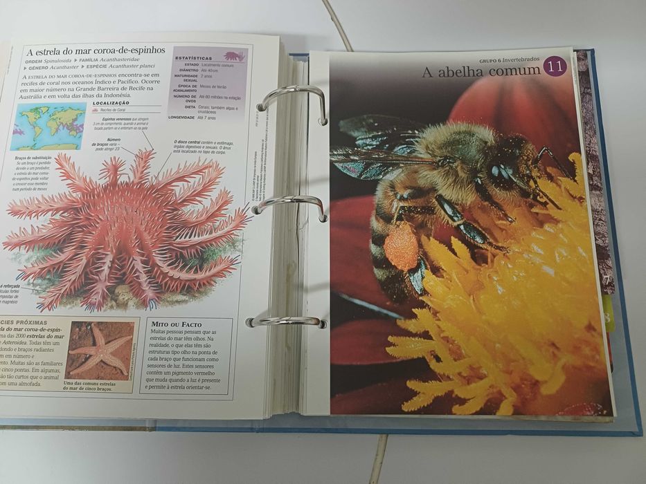 O Fascinante Mundo Animal 1 volume