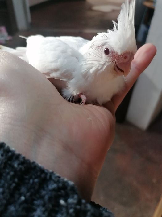 Caturra bebé macho Albino