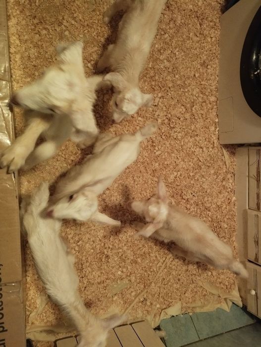 Срочно продам зааненских коз