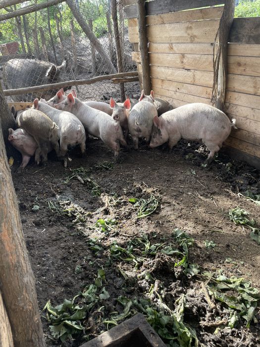 Продам поросята білі