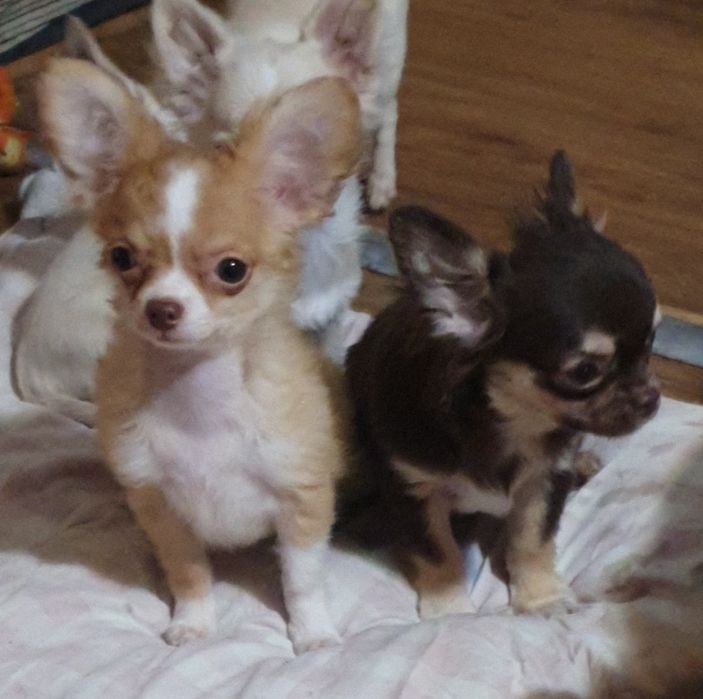 Щенки чихуахуа КСУ