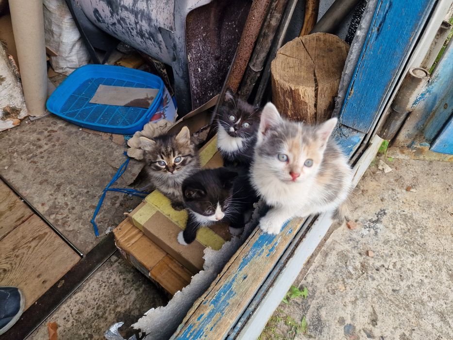 Котята безкоштовно