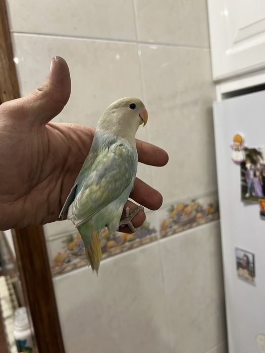 Agapornis domesticados