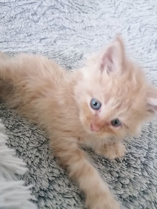 Мейн-кун   котик