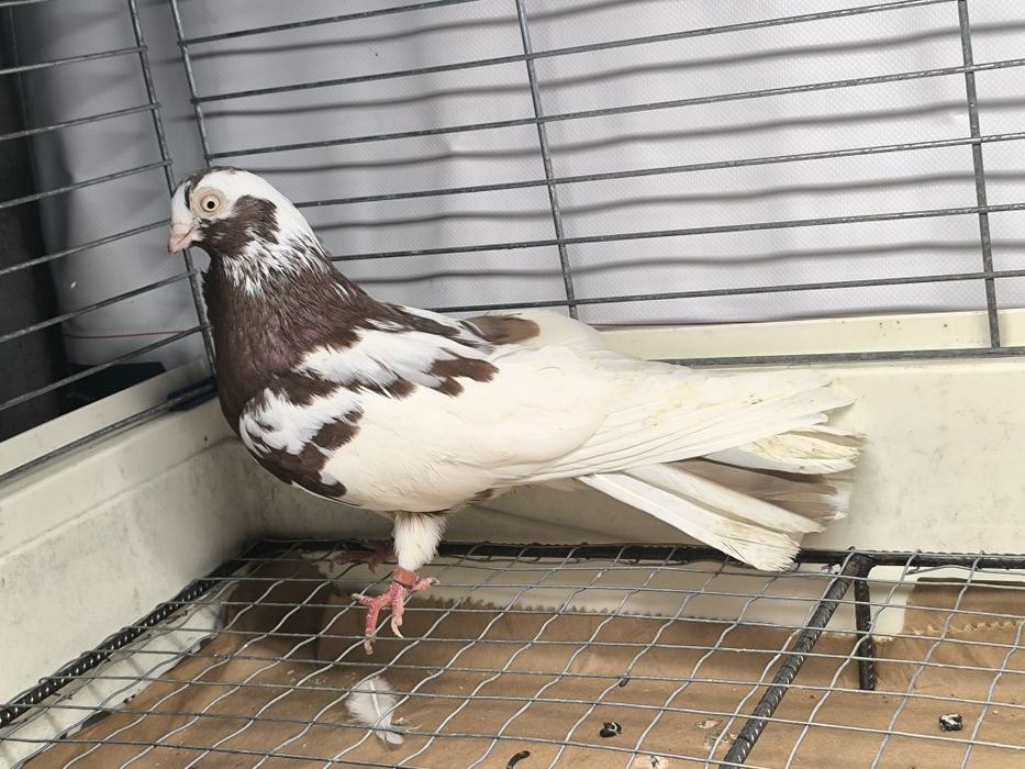 Gołębie zamojskie czerwono rabe, zmienniaki