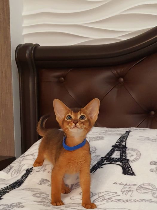 Абиссинский мальчик)