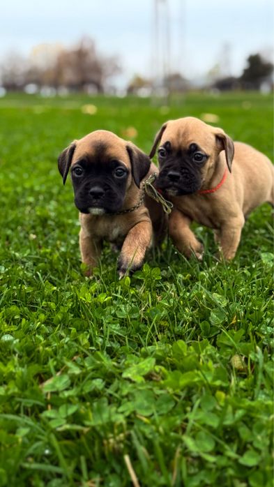 Щенок Боксера, Цуценята Німецького Боксера