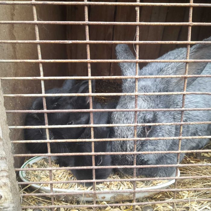 Кролі (полтавське срібло)