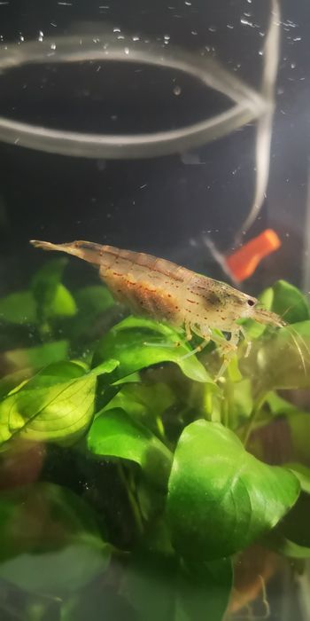 Camarões amano , caridina multidentada, japonica3 a 4 cm