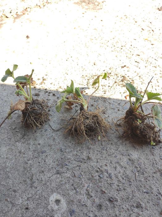 Розсада полуниці