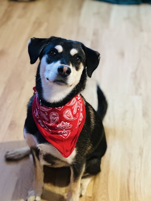 Cudna Frycia szuka domku