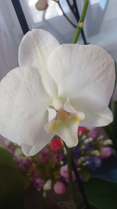 Орхідеї відцвіташки ( 1-3 гілки)