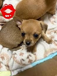 Cachorrinho porte pequeno