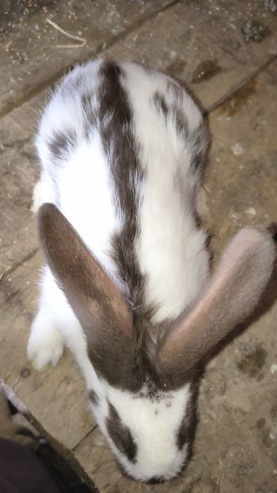 Sprzedam młode samiczki olbrzym srokacz Hawana