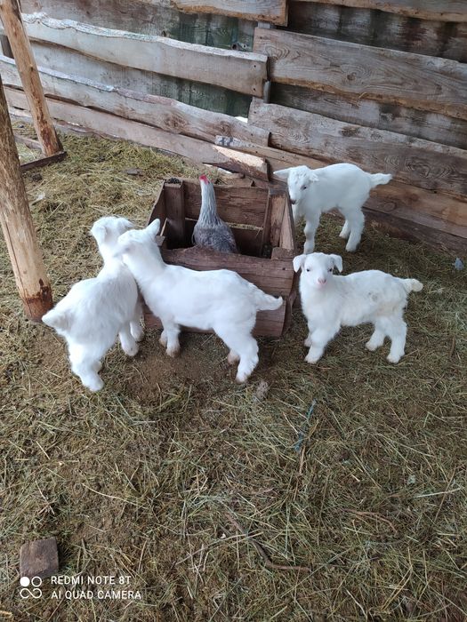 Козы взрослые, козлята, козлы,