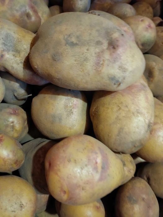 Продам картоплю домашню