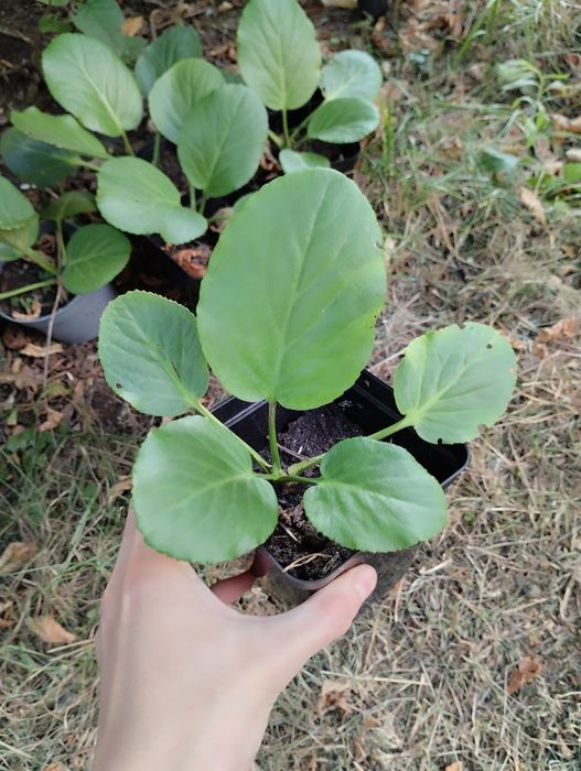 Bergenia zimozielone liście różowe kwiaty sadzonka w doniczce