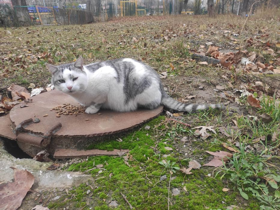 Найден котик Слонык