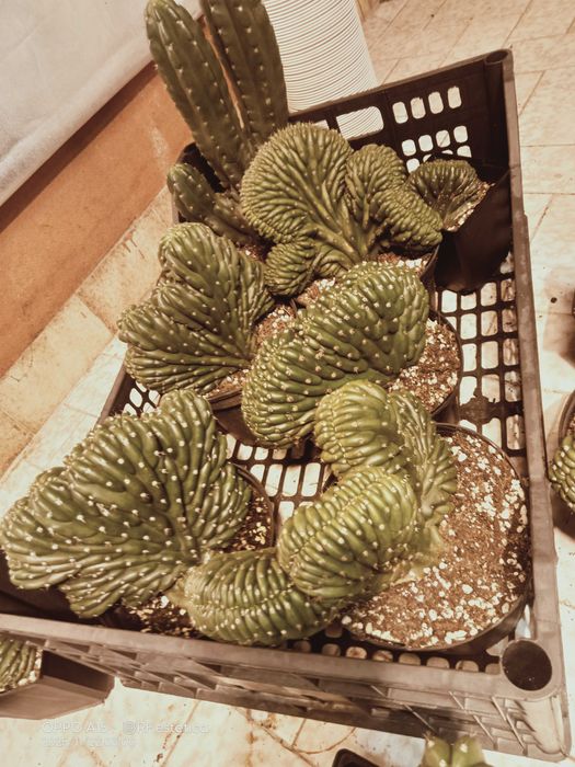 Cacto San Pedro.   Unicos . pague 2 leva 3