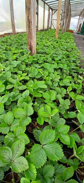 Кущова суниця,ремонтантна