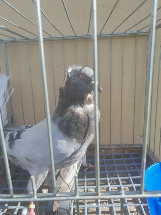 Sprzedam parę parzystą.