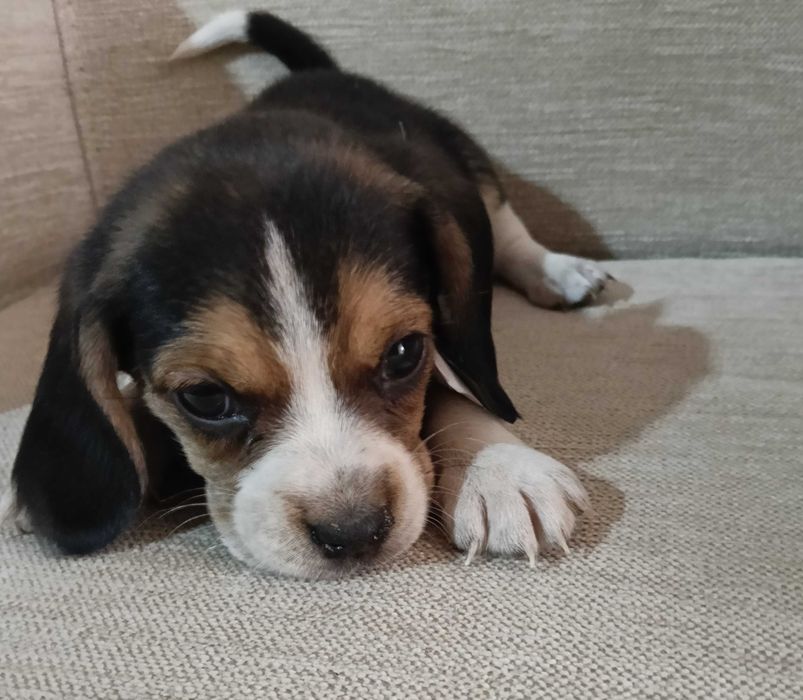 Beagle poket ( pequeno ) macho