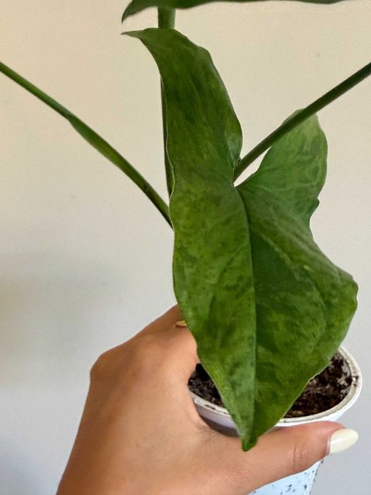 Planta Syngonium Mojito