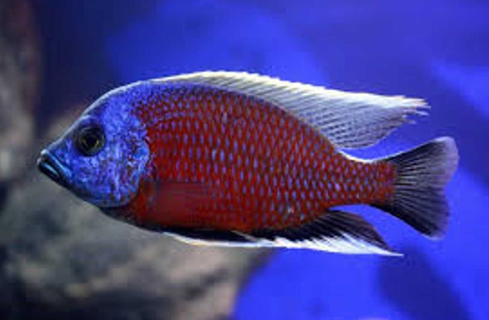 Pyszczak Borleya - Copadichromis borleyi - dowozimy, wysyłamy