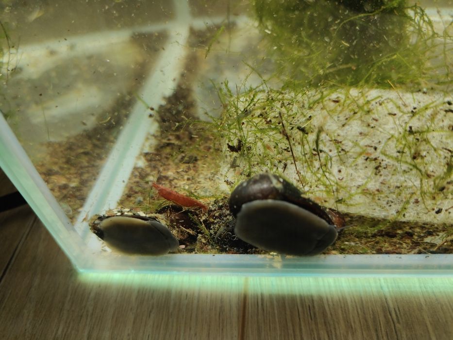 Oddam rośliny do akwarium i slimaki