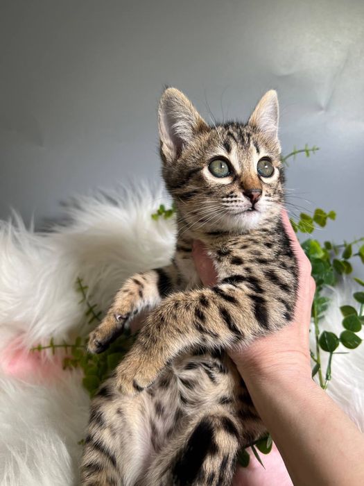 Дівчинка Саванна Ф6