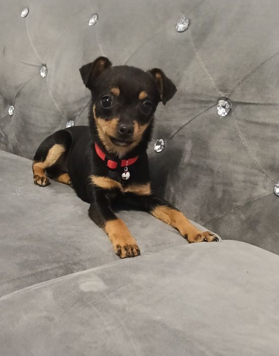 Śliczna suczka pinczer miniaturowy