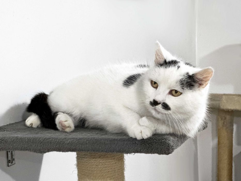 Zojka, dojrzała kotka marzy o ciepłym kąciku