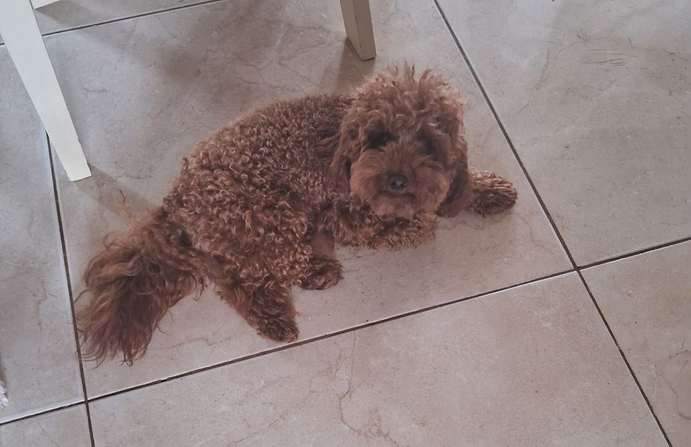 В'язка. Той Пудель ред браун. 2.5кг.