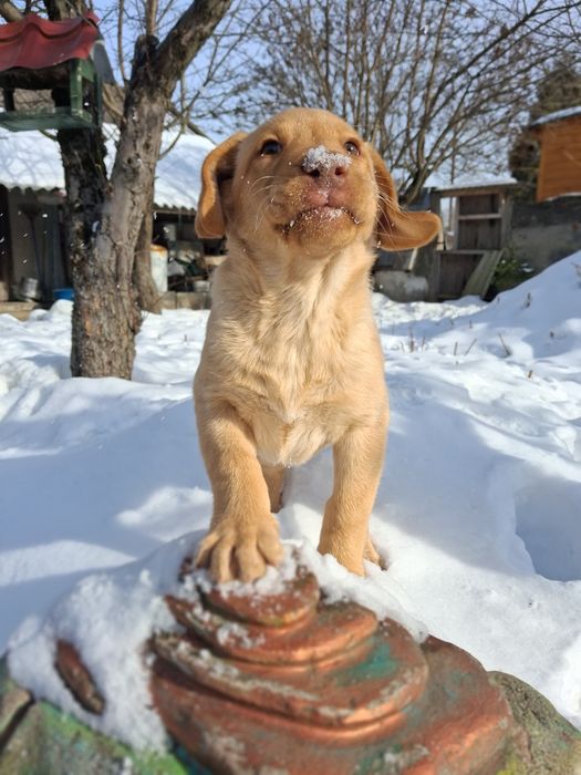 Лабрадор ретривер палевого окрасу дівчинка