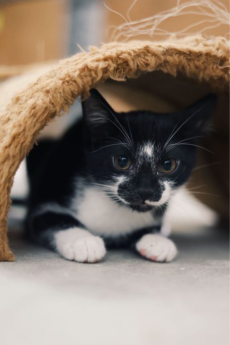 3 gatos bebés machos para adoção responsável