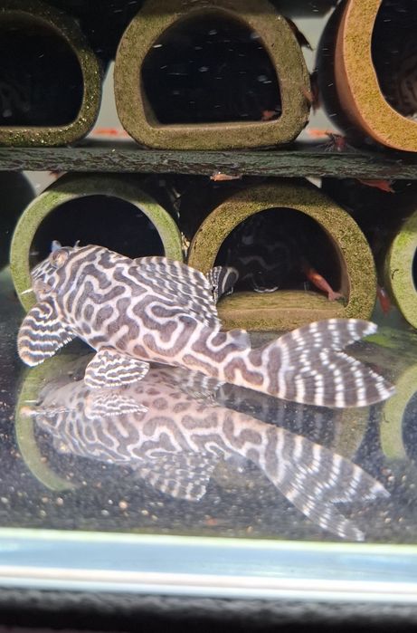 Zbrojnik l236 Hypancistrus