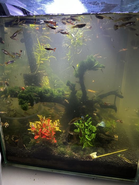 Akearium kostka 49l