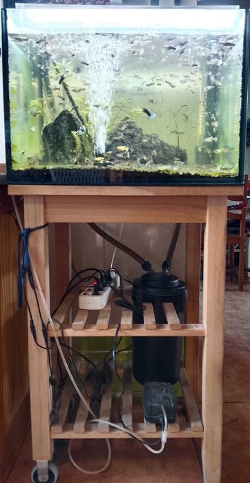 Aquario 116L com oferta de familia de Guppies