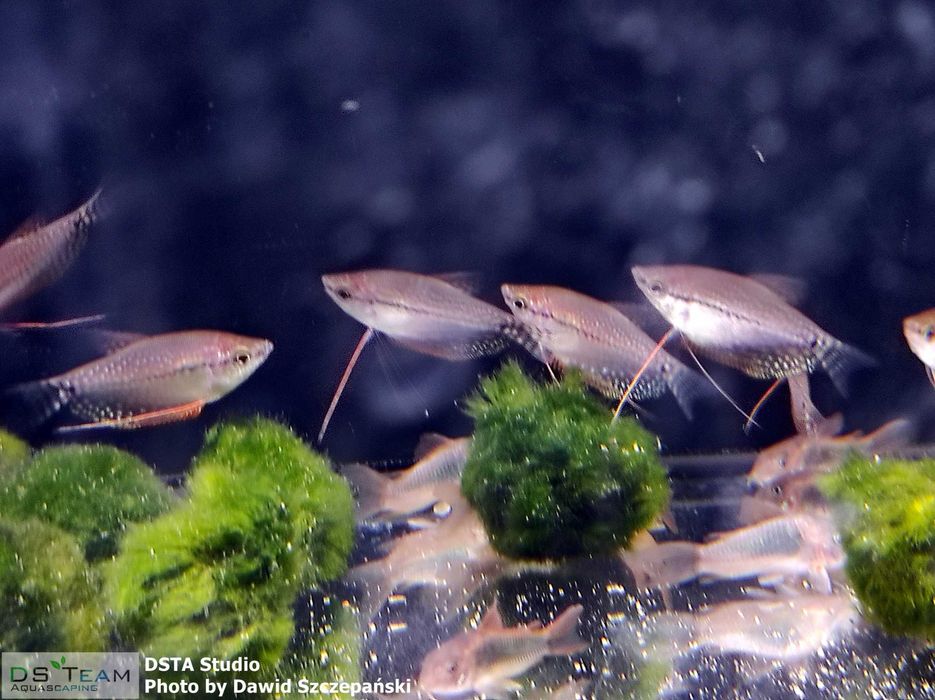 Gurami mozaikowe 4 - 4,5 cm