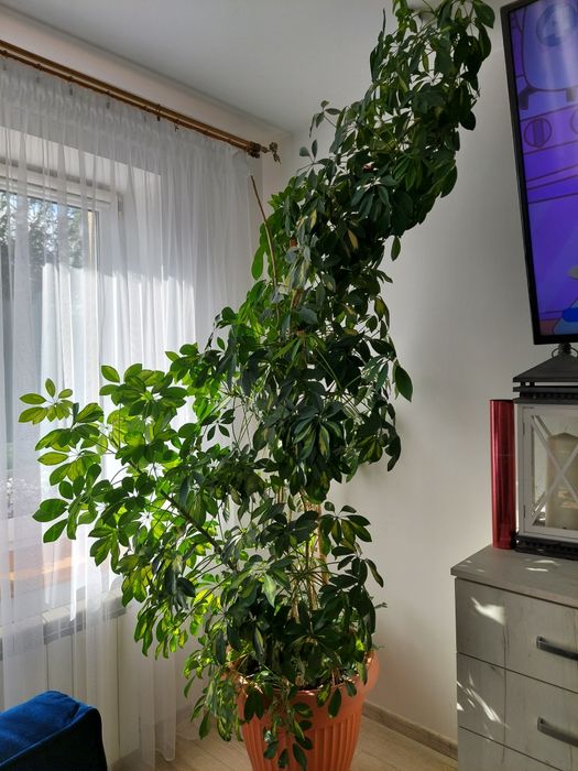 Kwiat szaflera bardzo zadbany