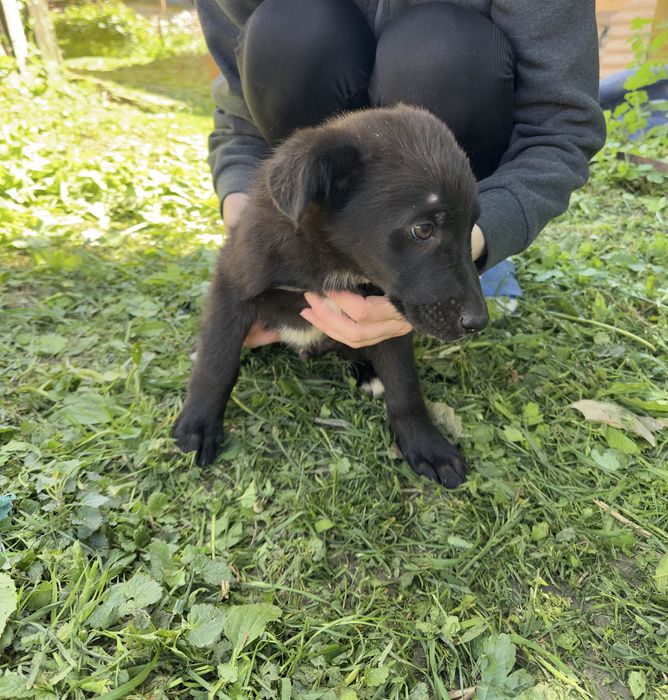Вінниця та район!!!Віддамо безкоштовно двух цуциків в добрі руки!!