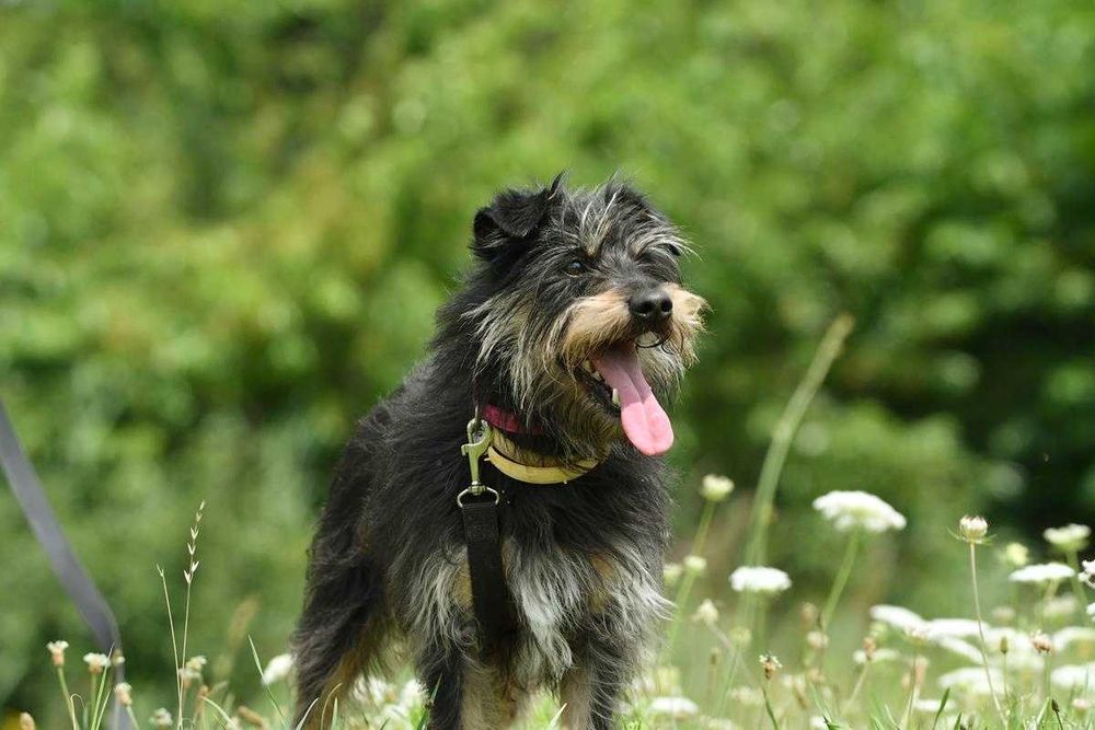 Boluś szuka domu, pies, mały