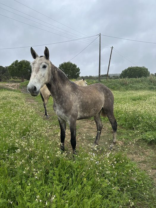 Poldra Lusitana com 3 anos